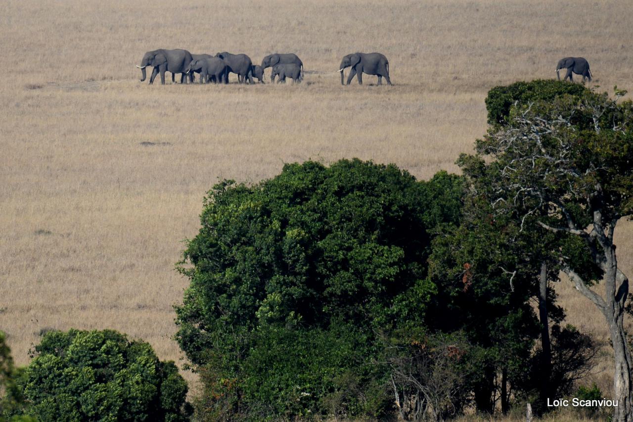 Eléphant (6)