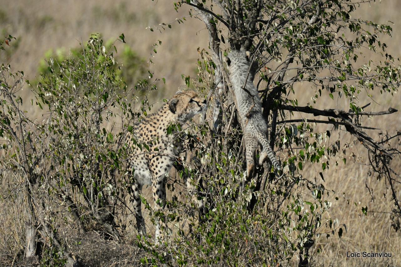 Guépard/Cheetah (28)