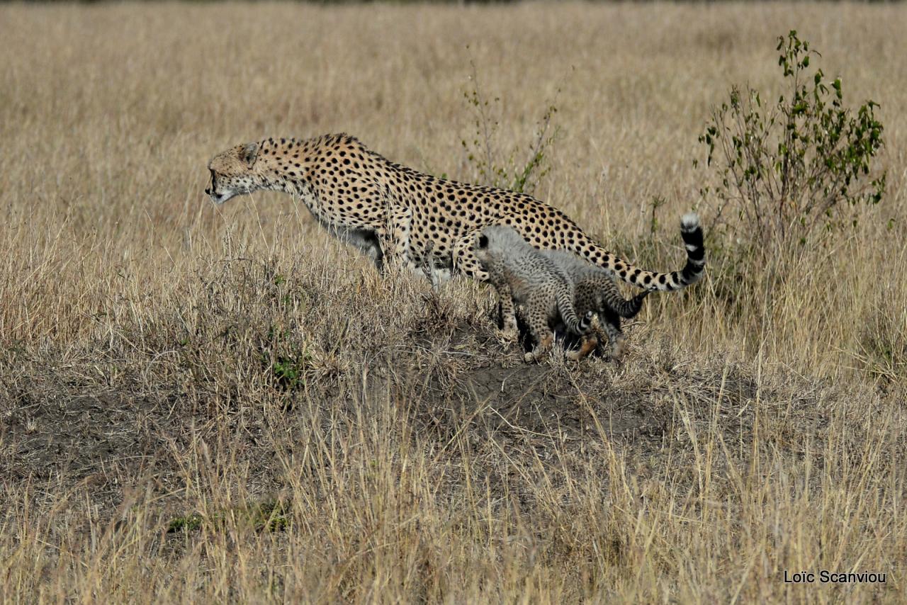 Guépard/Cheetah (30)