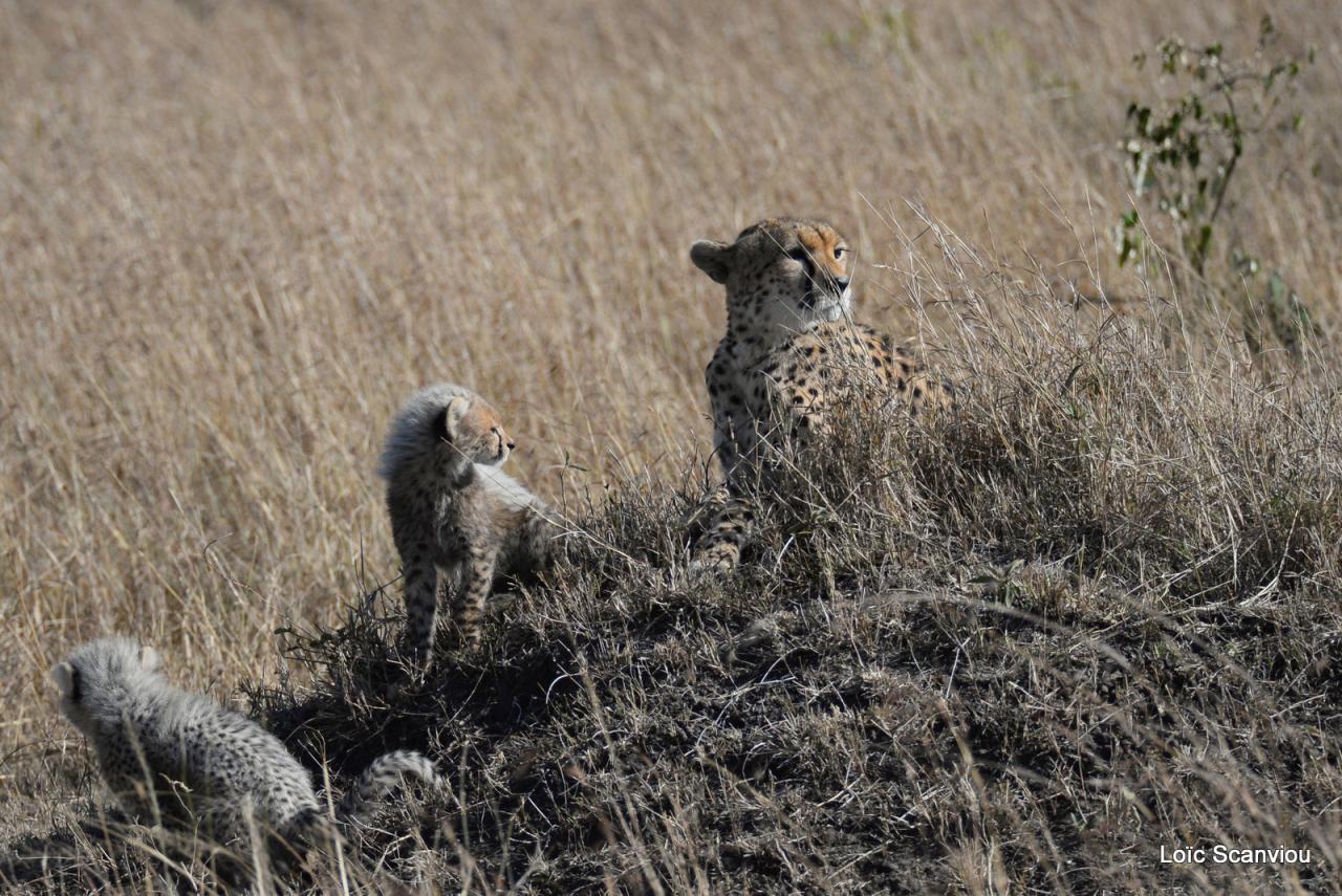 Guépard/Cheetah (31)