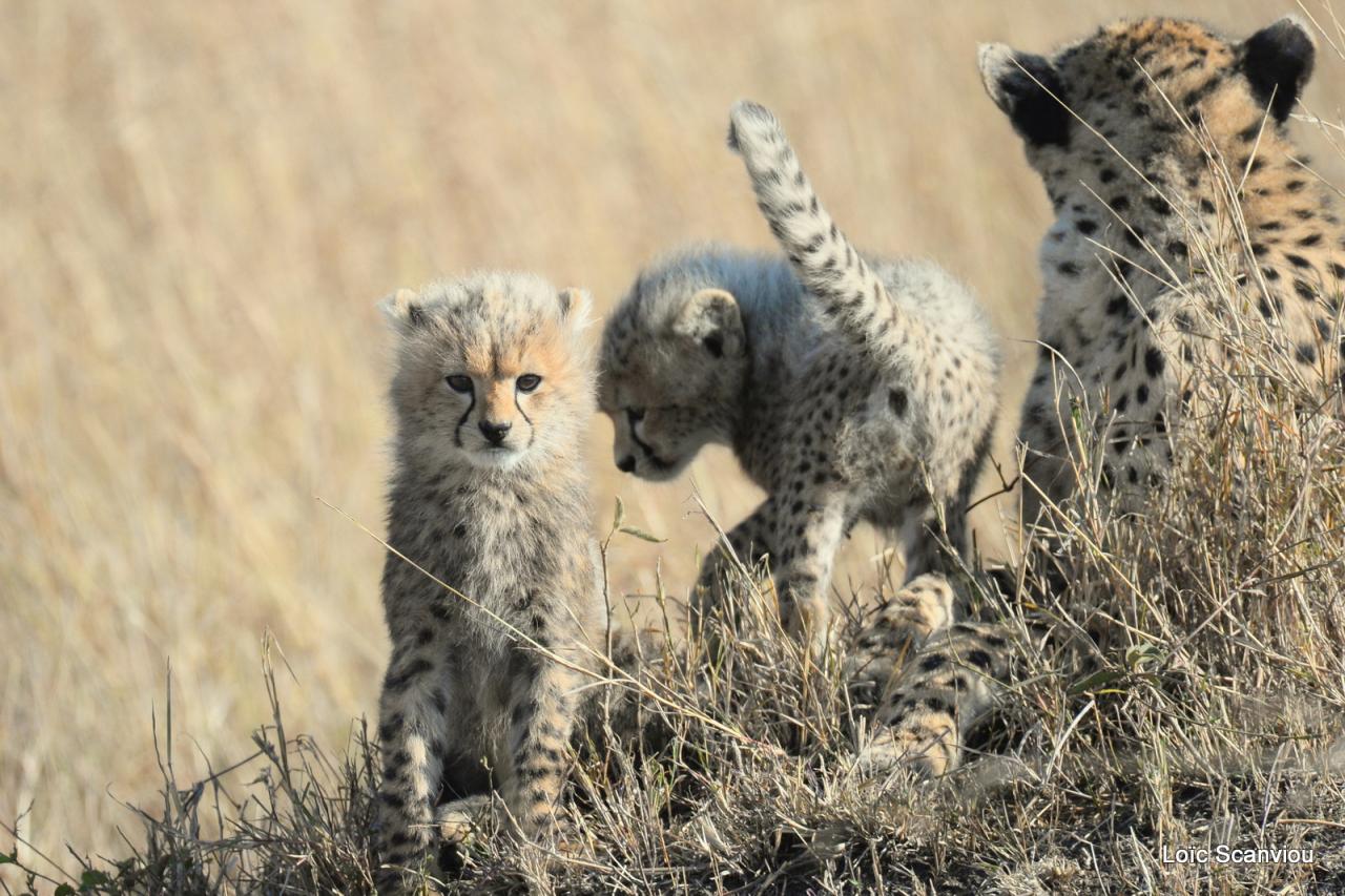 Guépard/Cheetah (32)