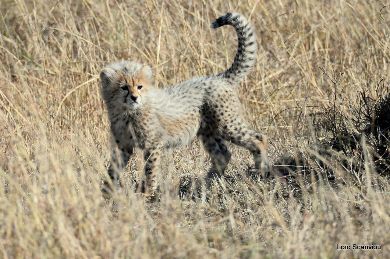 Guépard/Cheetah (33)