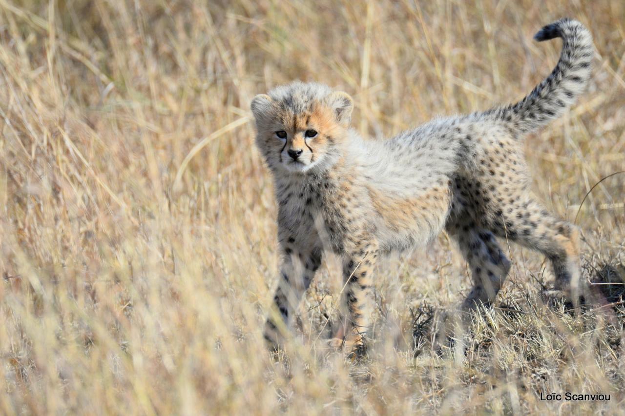 Guépard/Cheetah (34)