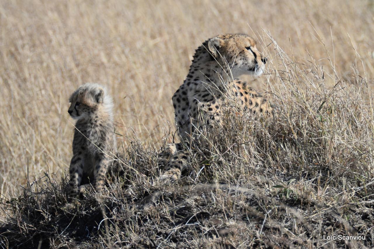 Guépard/Cheetah (35)