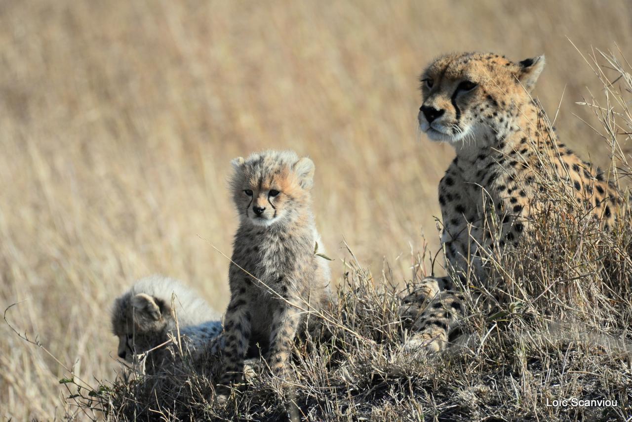 Guépard/Cheetah (36)