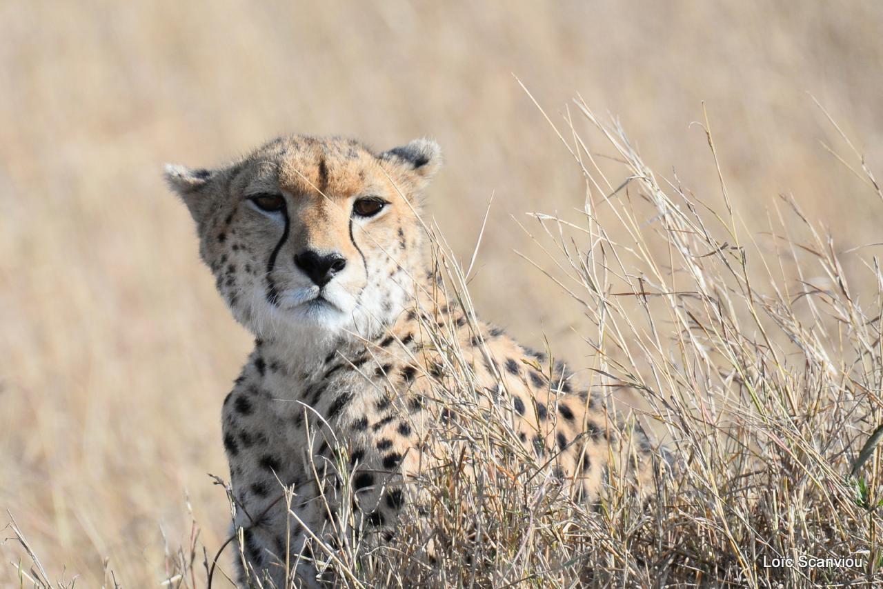 Guépard/Cheetah (37)