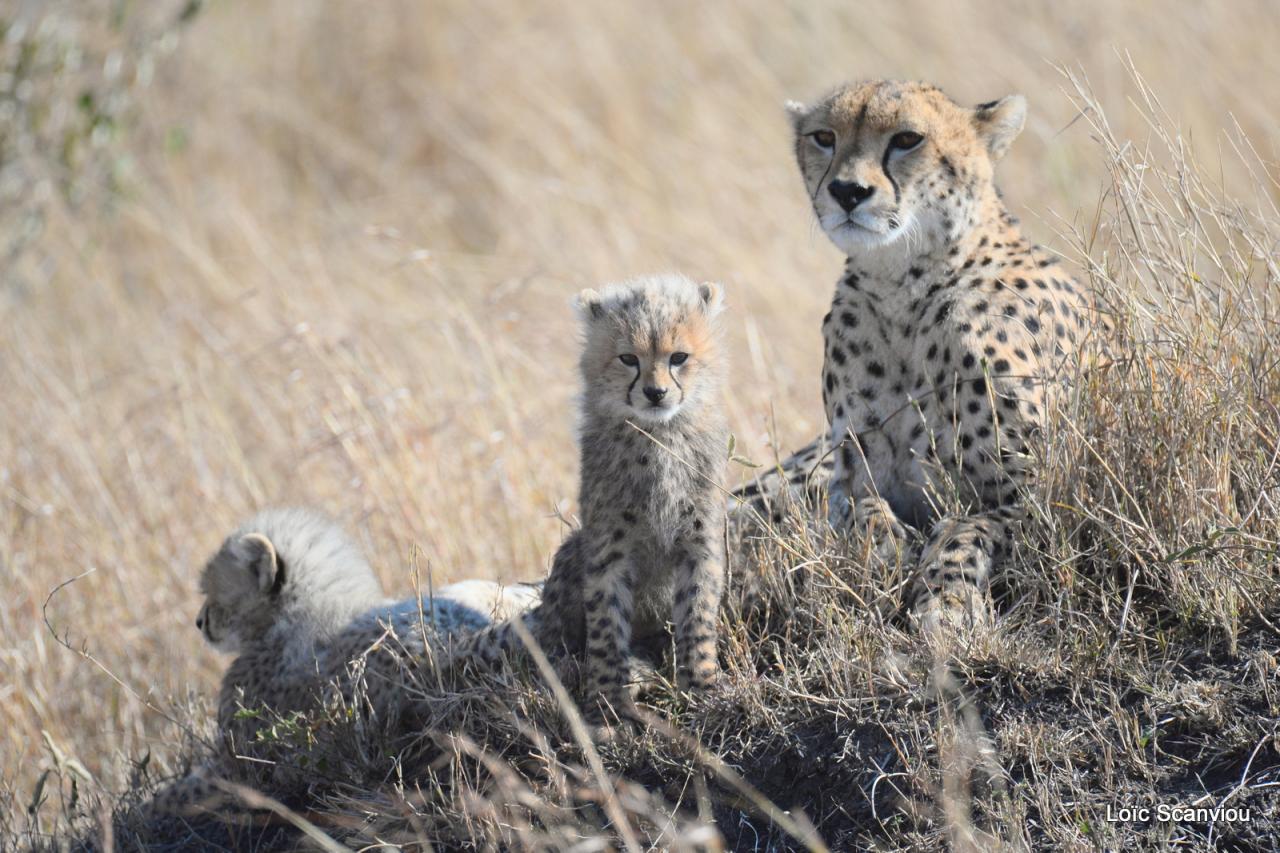 Guépard/Cheetah (38)