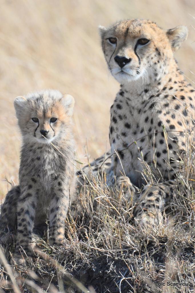 Guépard/Cheetah (39)