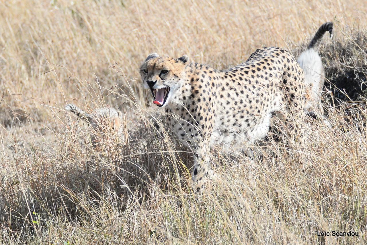 Guépard/Cheetah (41)