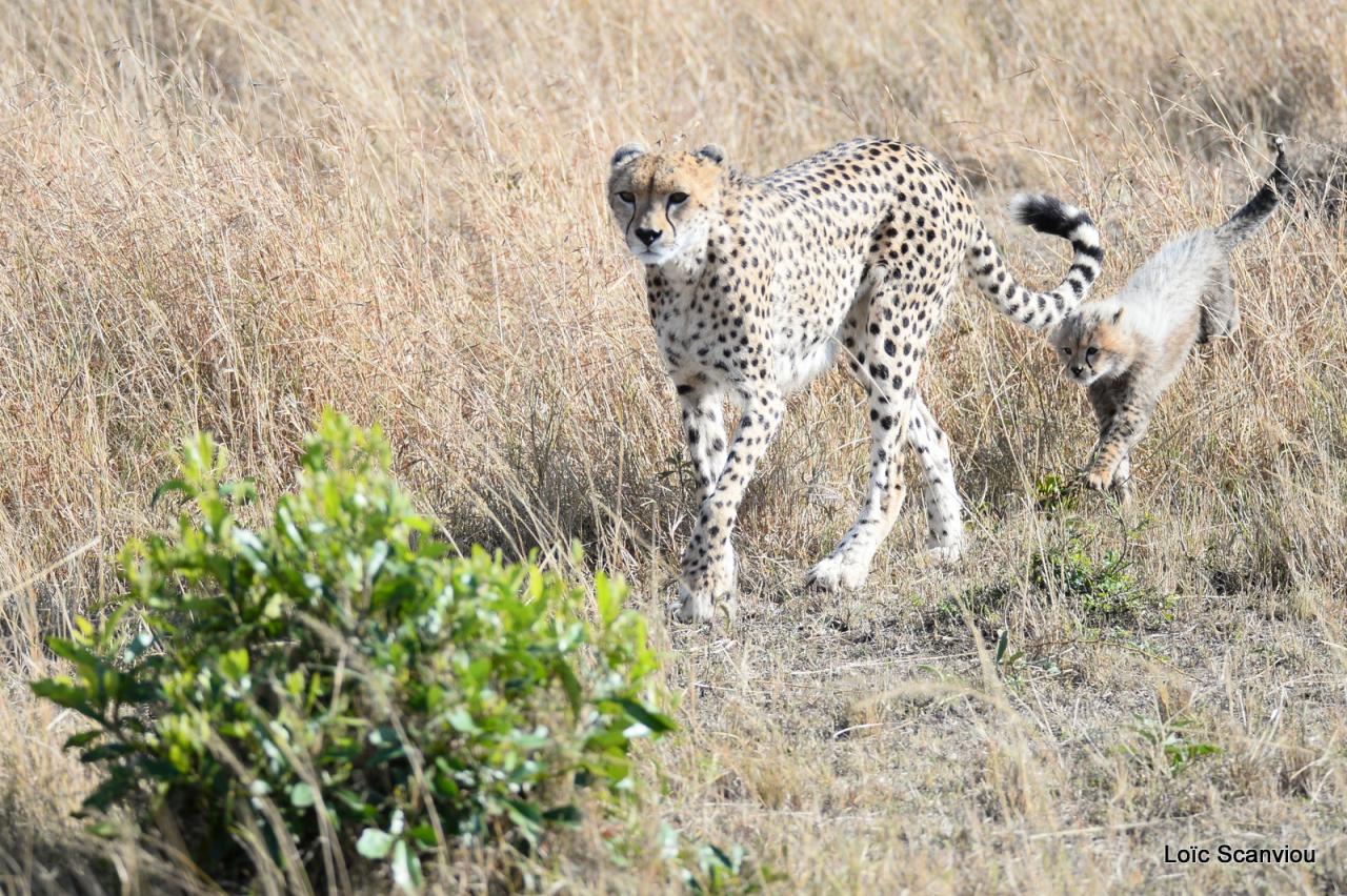 Guépard/Cheetah (42)