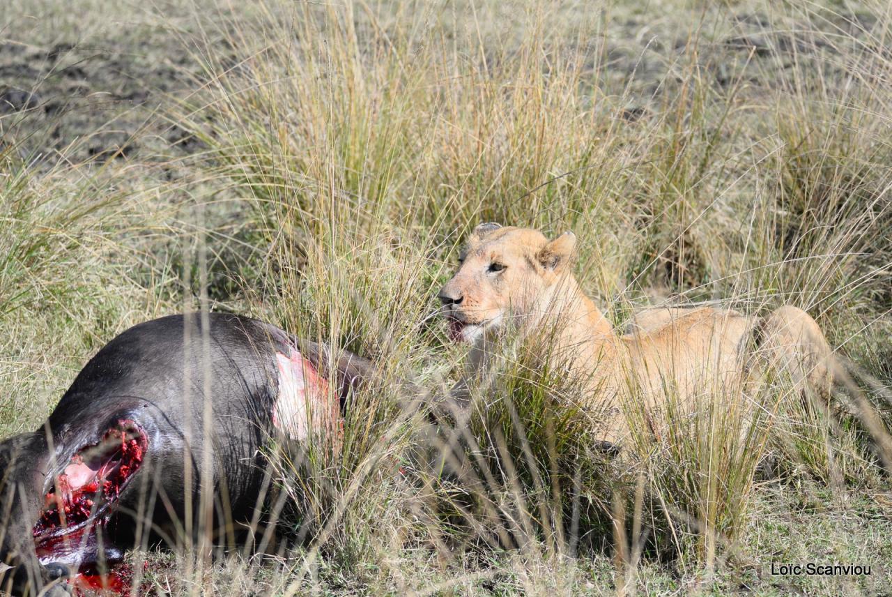 Repas de lion/Lion eating (1)