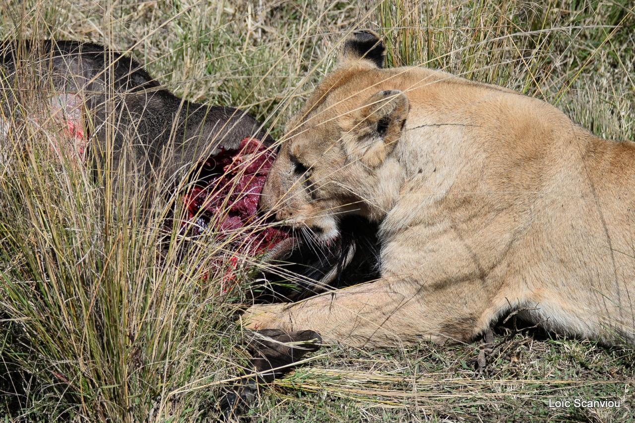 Repas de lion/Lion eating (2)