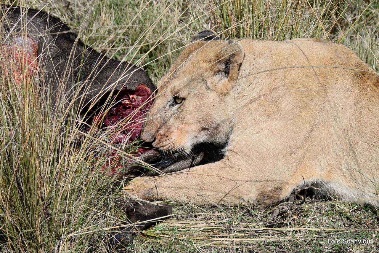 Repas de lion/Lion eating (3)
