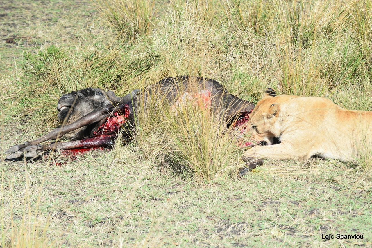Repas de lion/Lion eating (4)