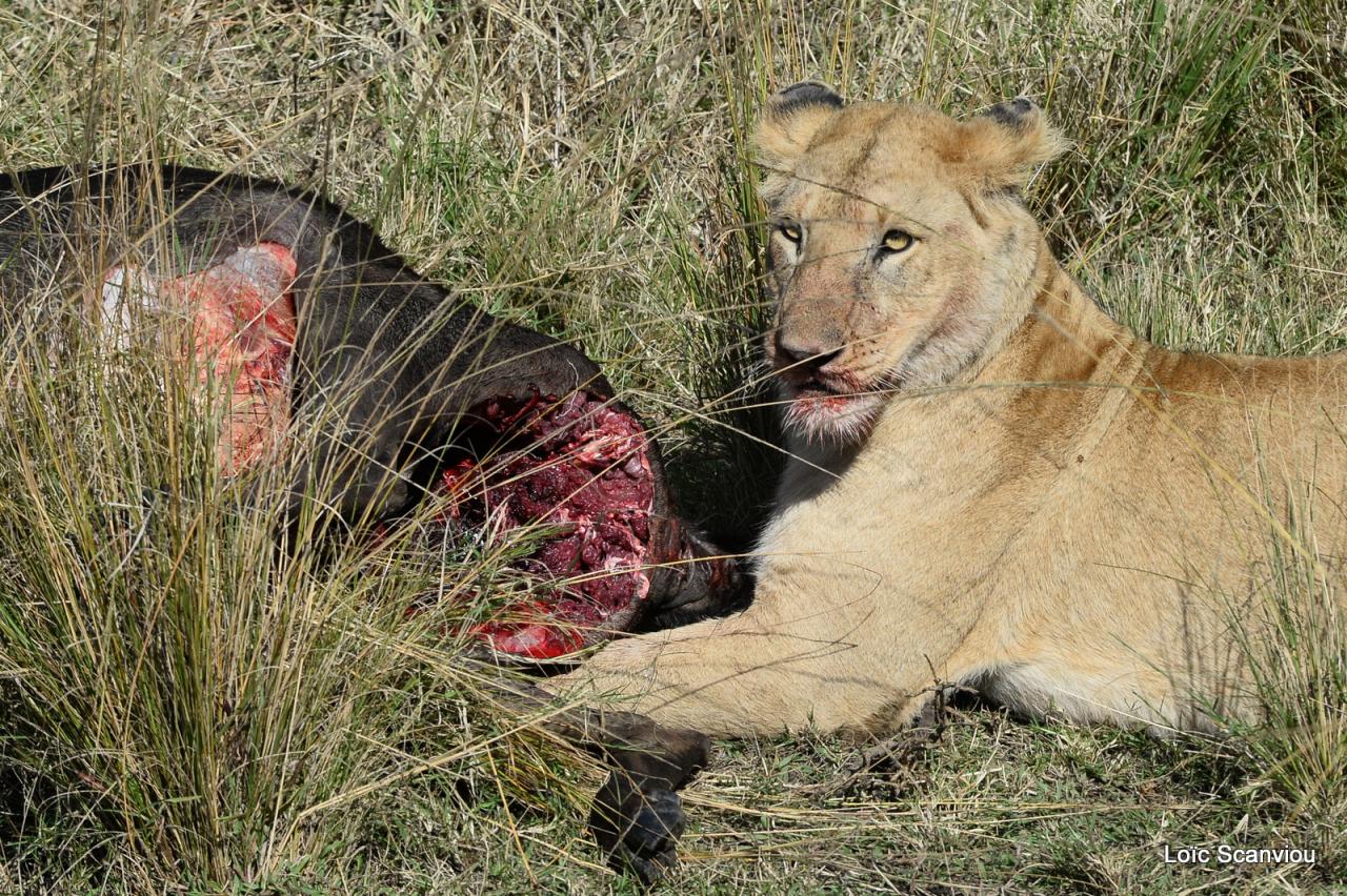 Repas de lion/Lion eating (6)