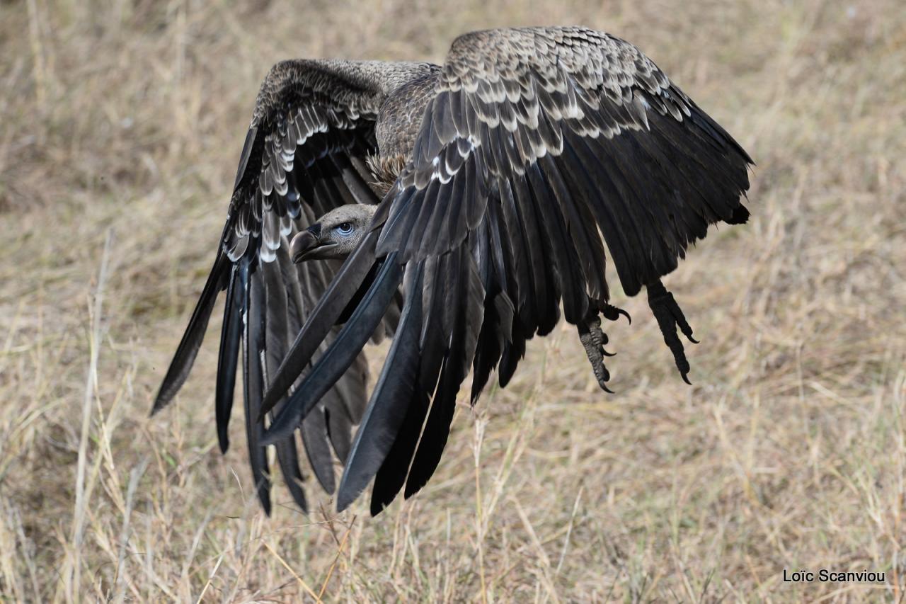 Vautour de Rüppell/Rüppell's Griffon Vulture (1)