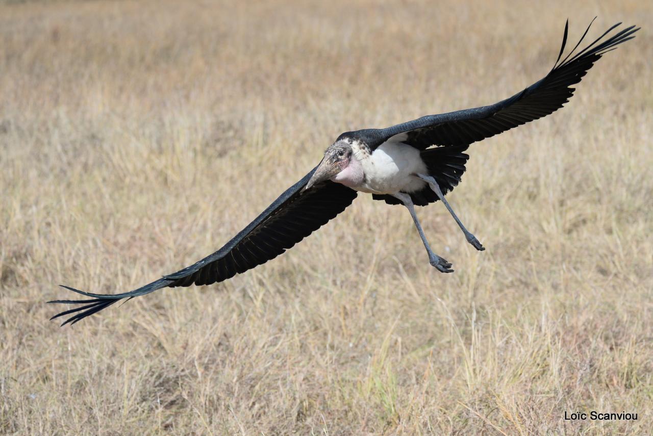 Marabout/Marabou Stork (4)