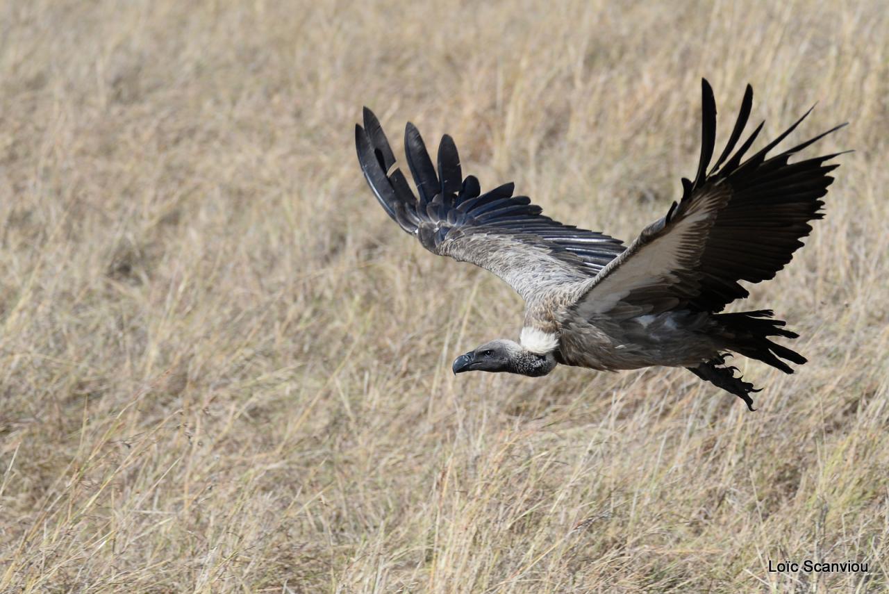 Vautour/Vulture (1)