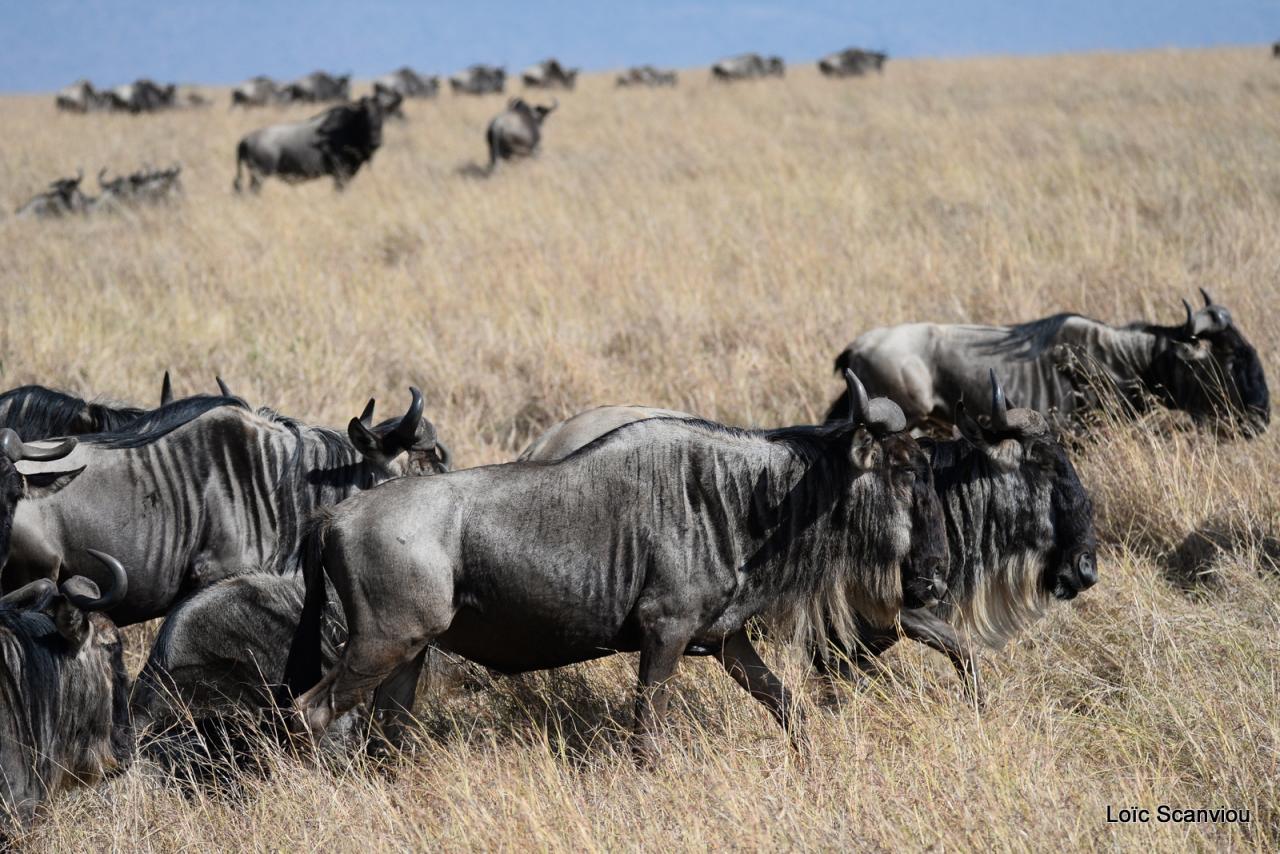 Migration des gnous/Wildebeest Migration 