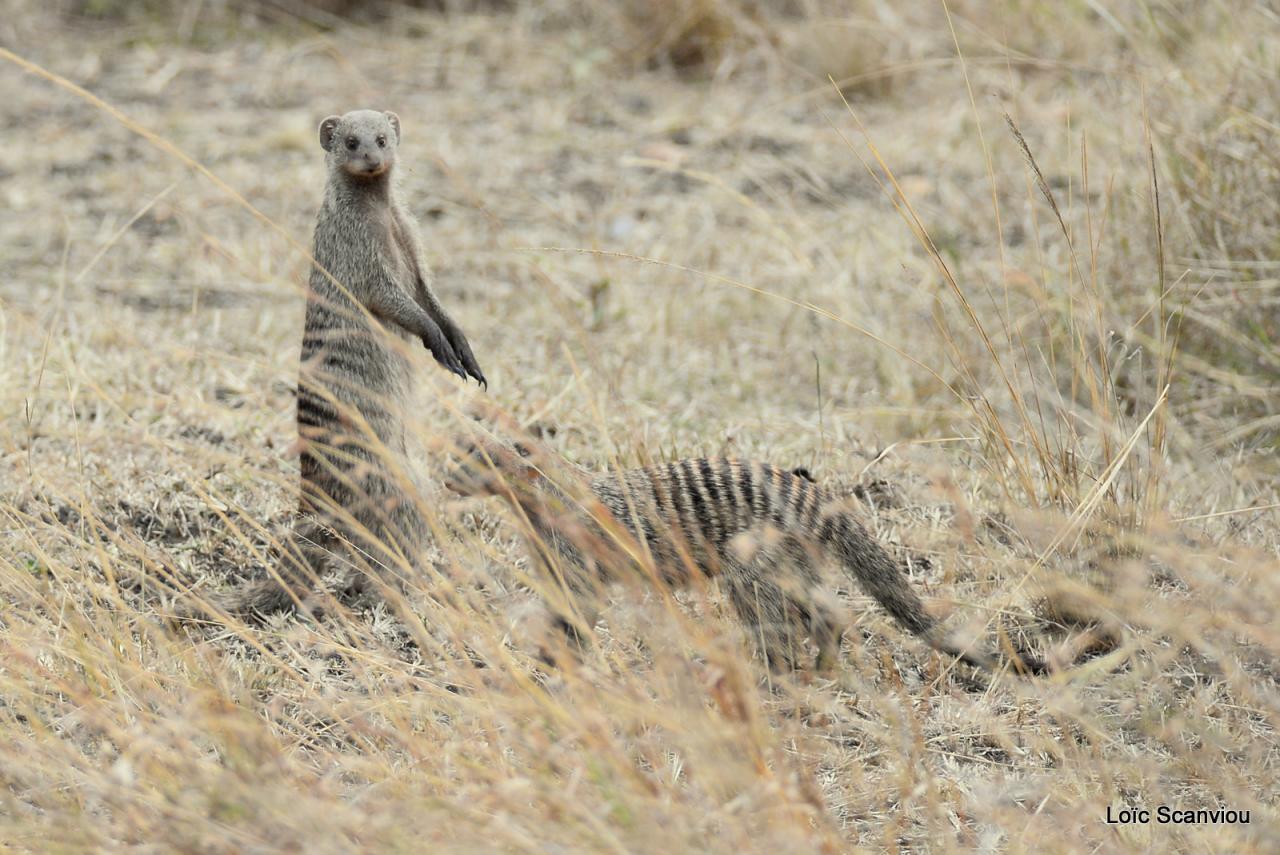 Mangouste/Mongoose (1)