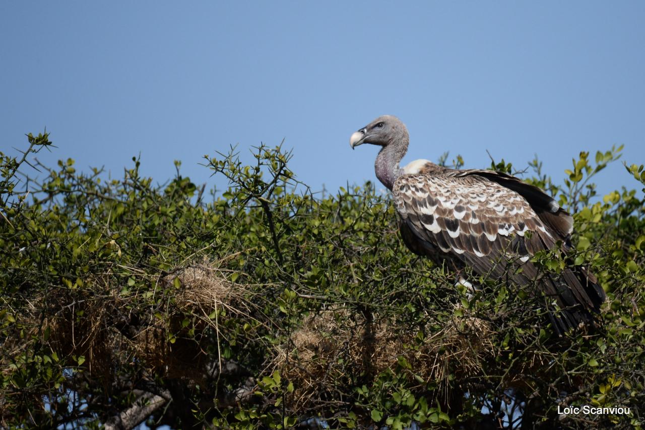 Vautour de Rüppell/Rüppell's Griffon Vulture (2)