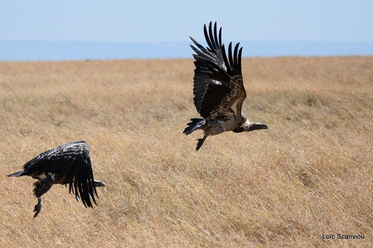 Vautour de Rüppell/Rüppell's Griffon Vulture (3)