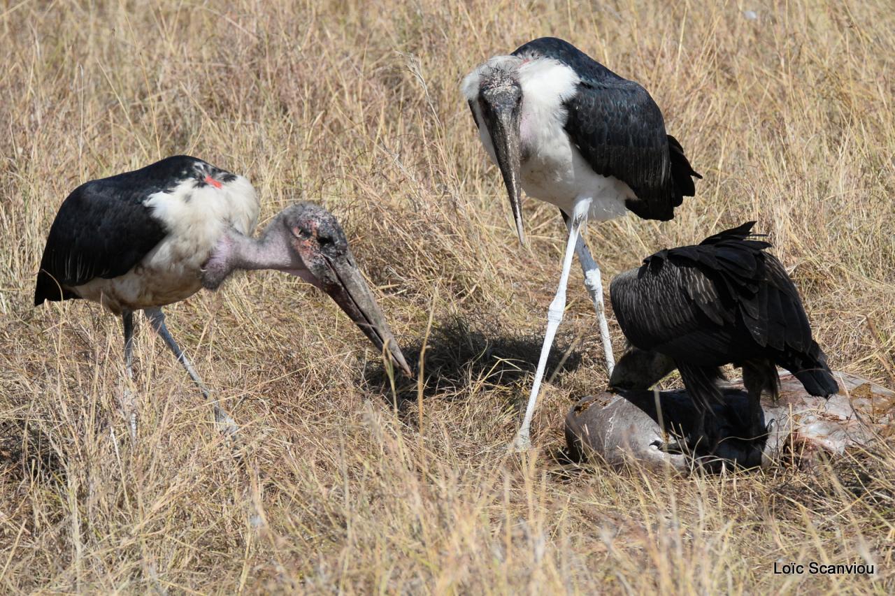 Marabout/Marabou Stork (5)