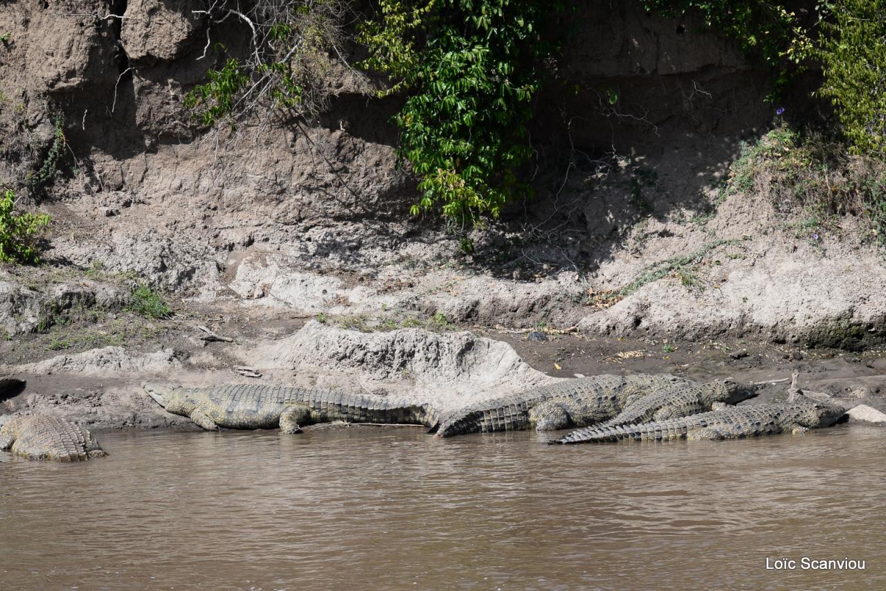 Crocodile (5)