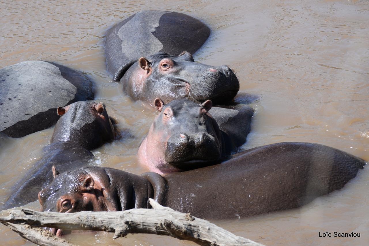 Hippopotame/Hippopotamus (5)