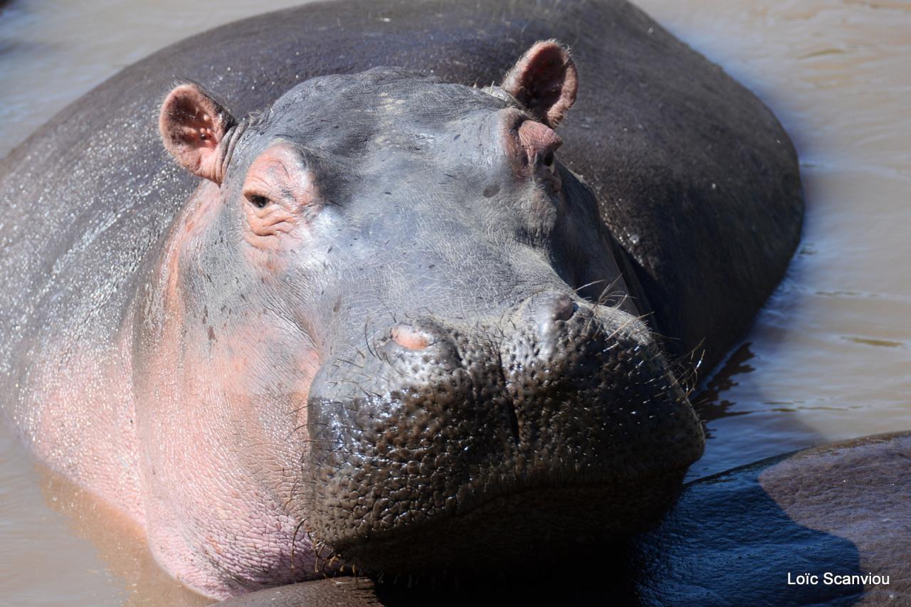 Hippopotame/Hippopotamus (6)