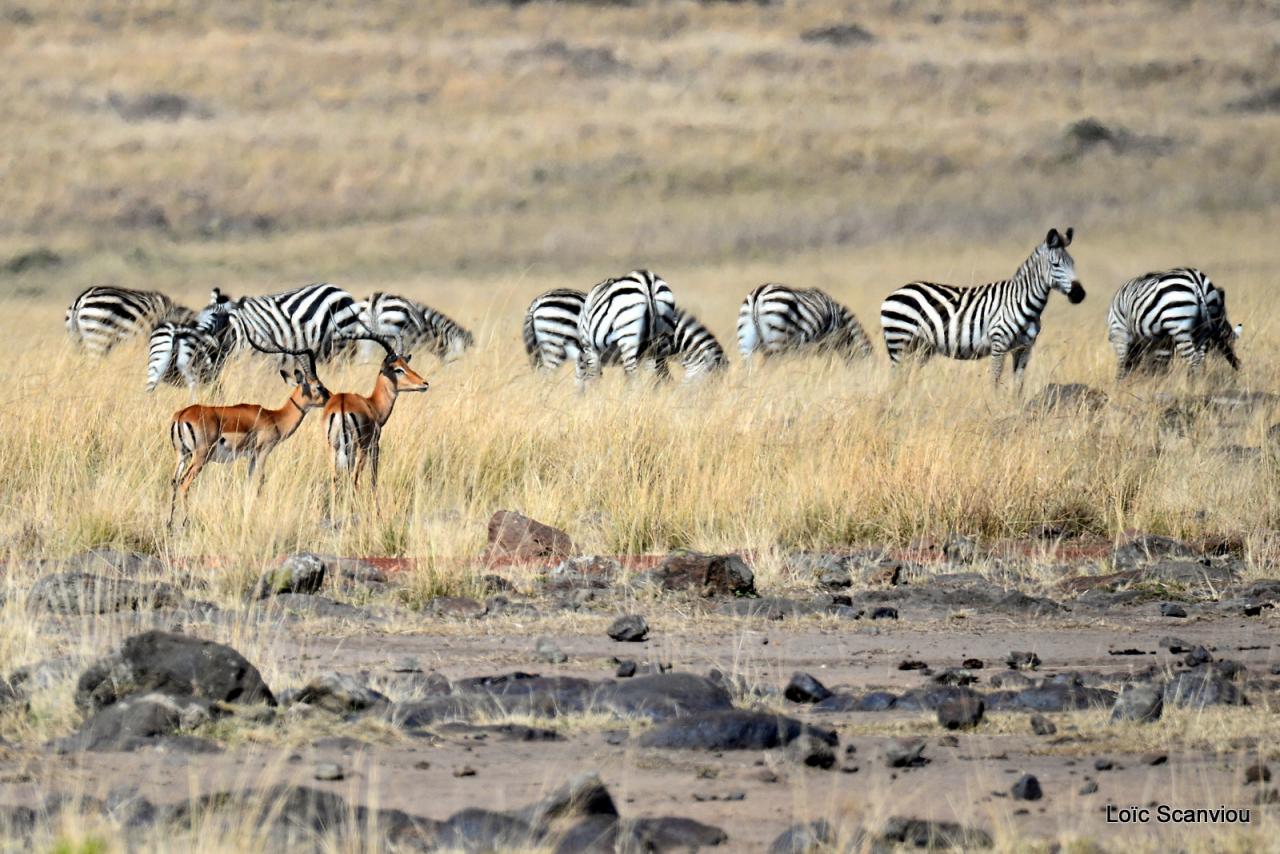 Zèbre/Zebra (6)