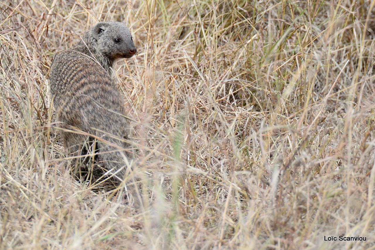 Mangouste/Mongoose (2)