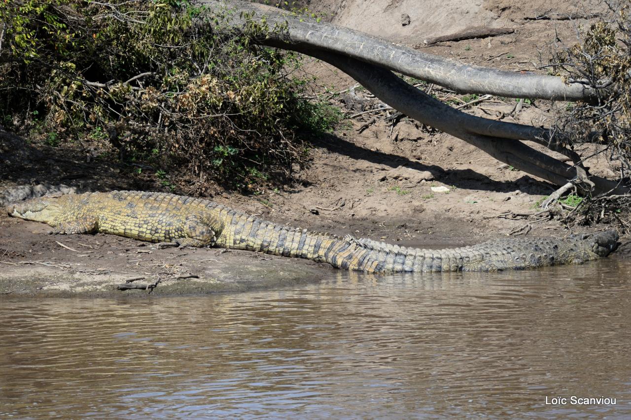 Crocodile (6)