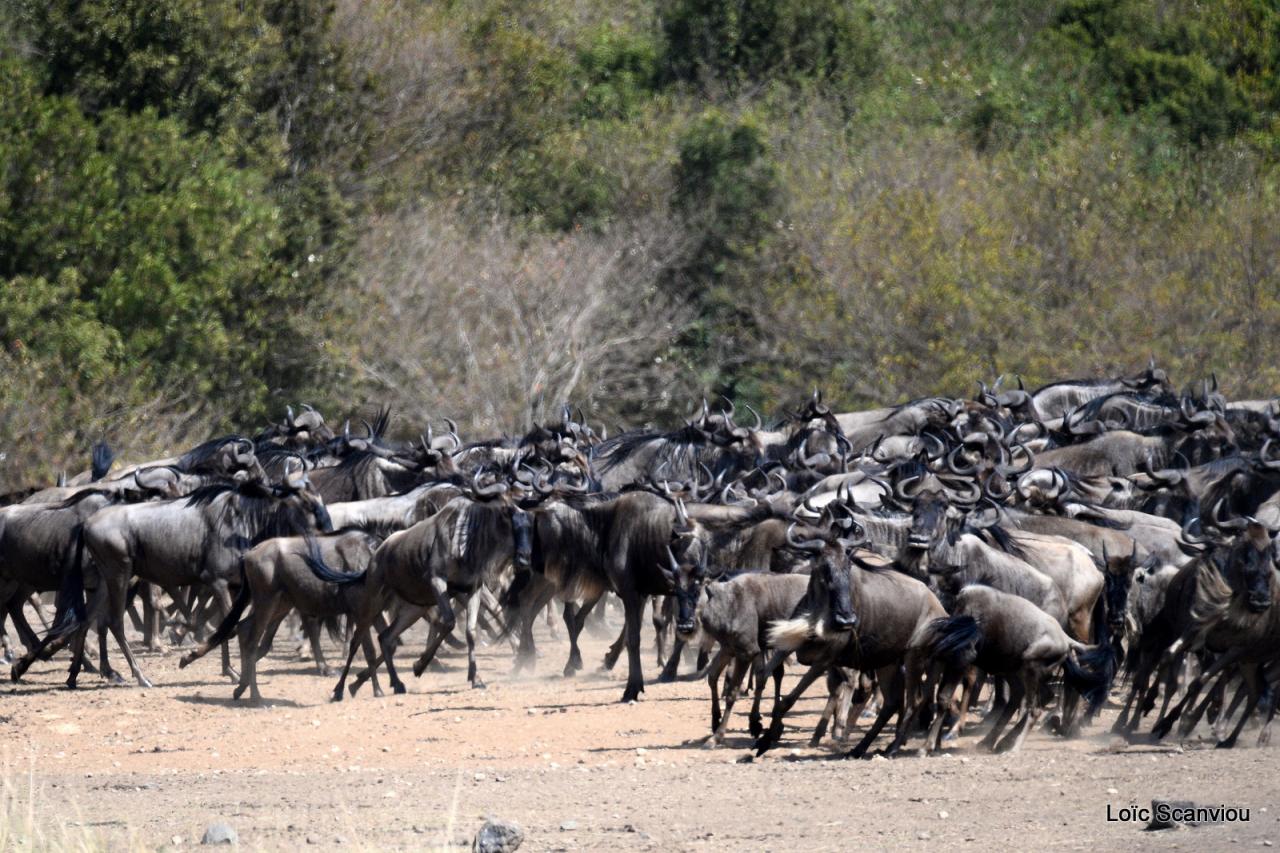 Migration des gnous/Wildebeest Migration (4)