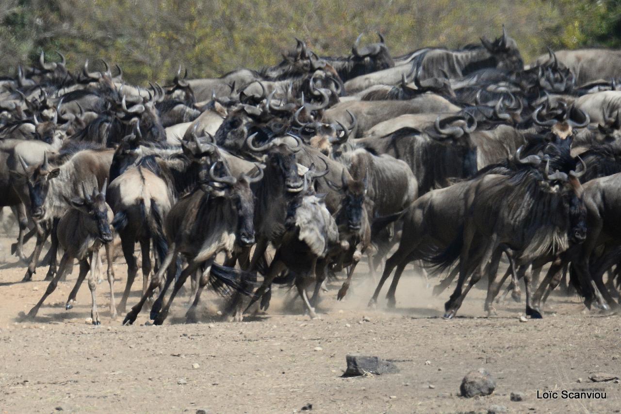 Migration des gnous/Wildebeest Migration (5)