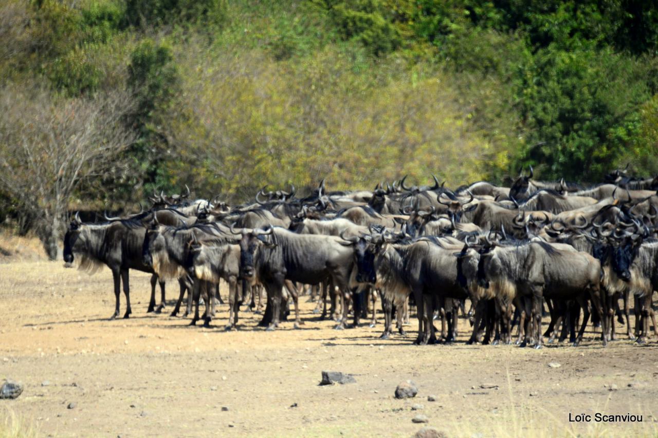 Migration des gnous/Wildebeest Migration (6)