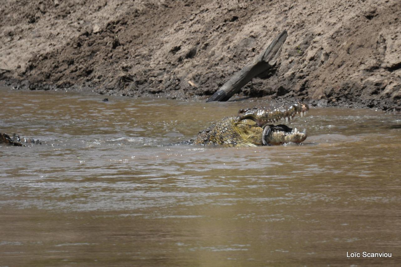 Crocodile (7)