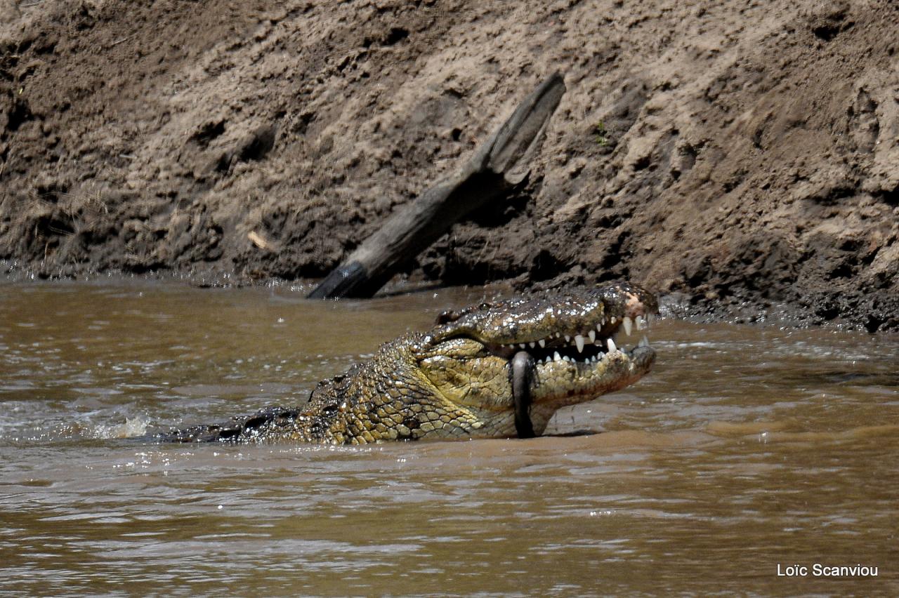 Crocodile (8)