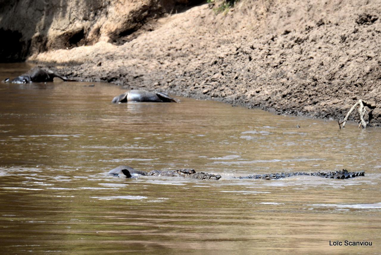 Crocodile (9)