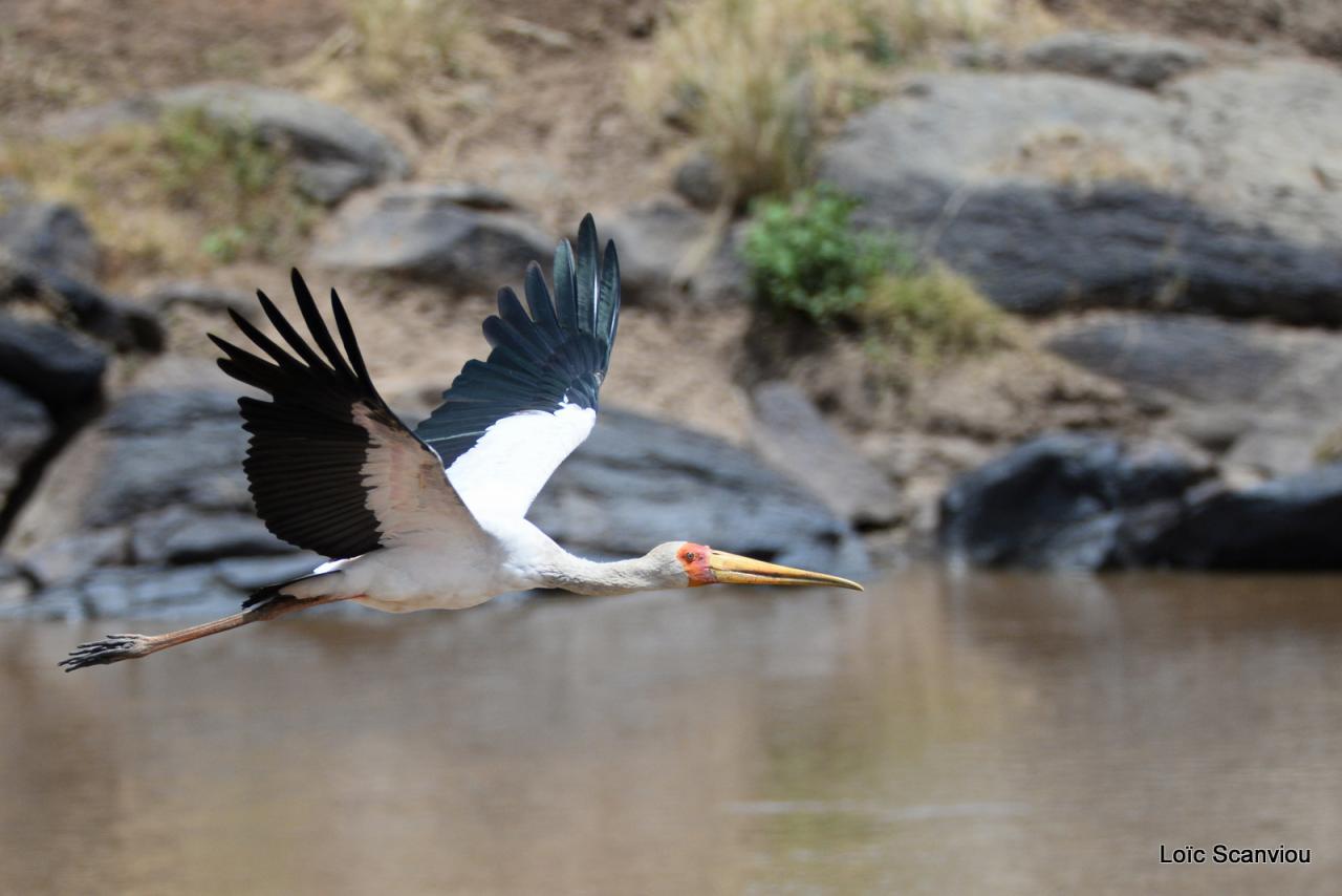 Tantale ibis/Yellow-billed Stork (1)
