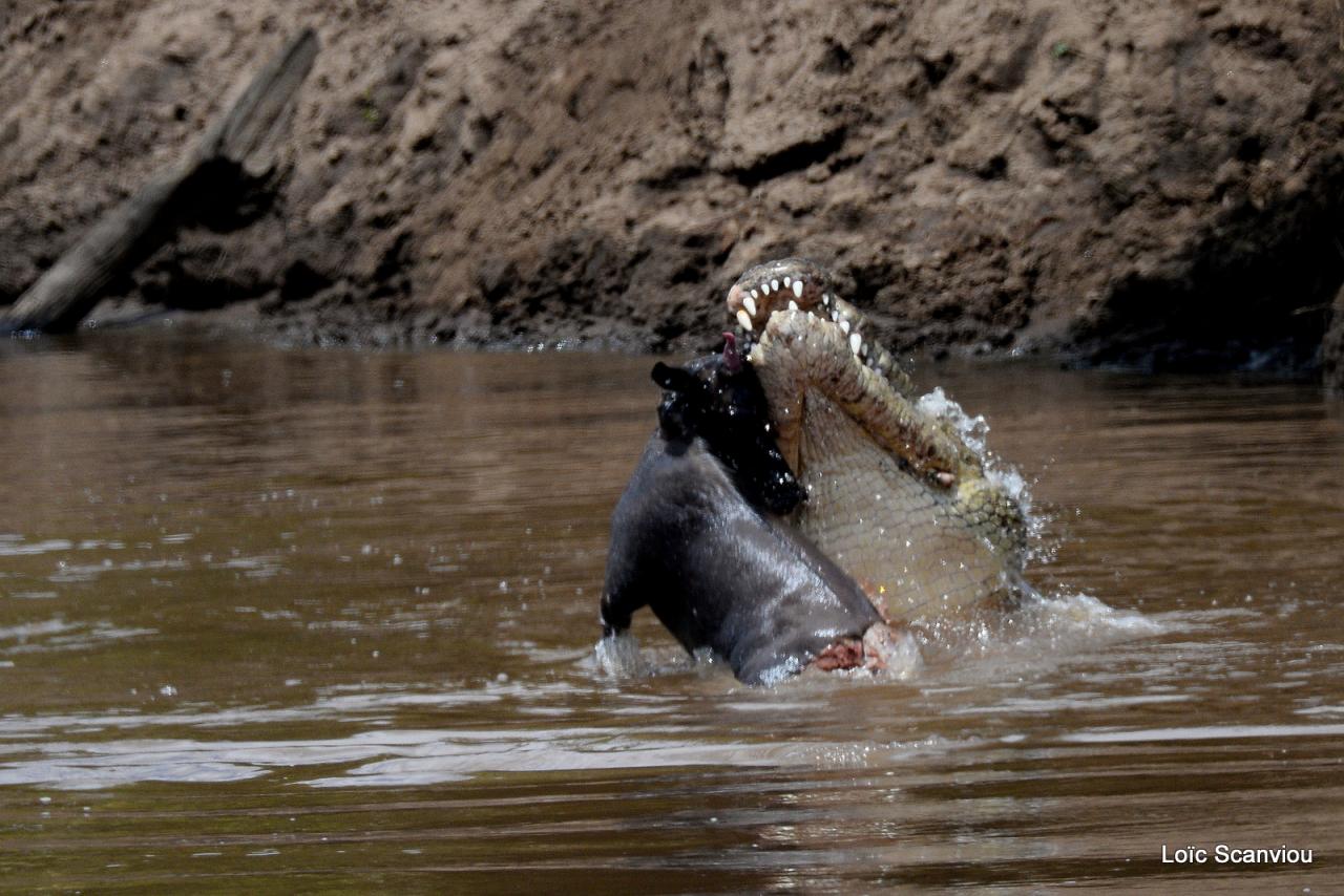 Crocodile (10)