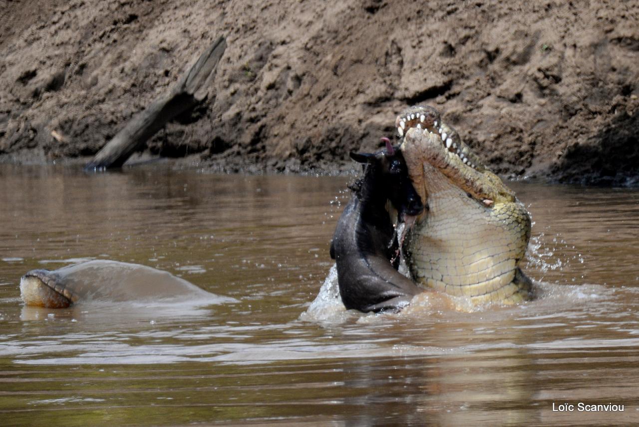 Crocodile (11)