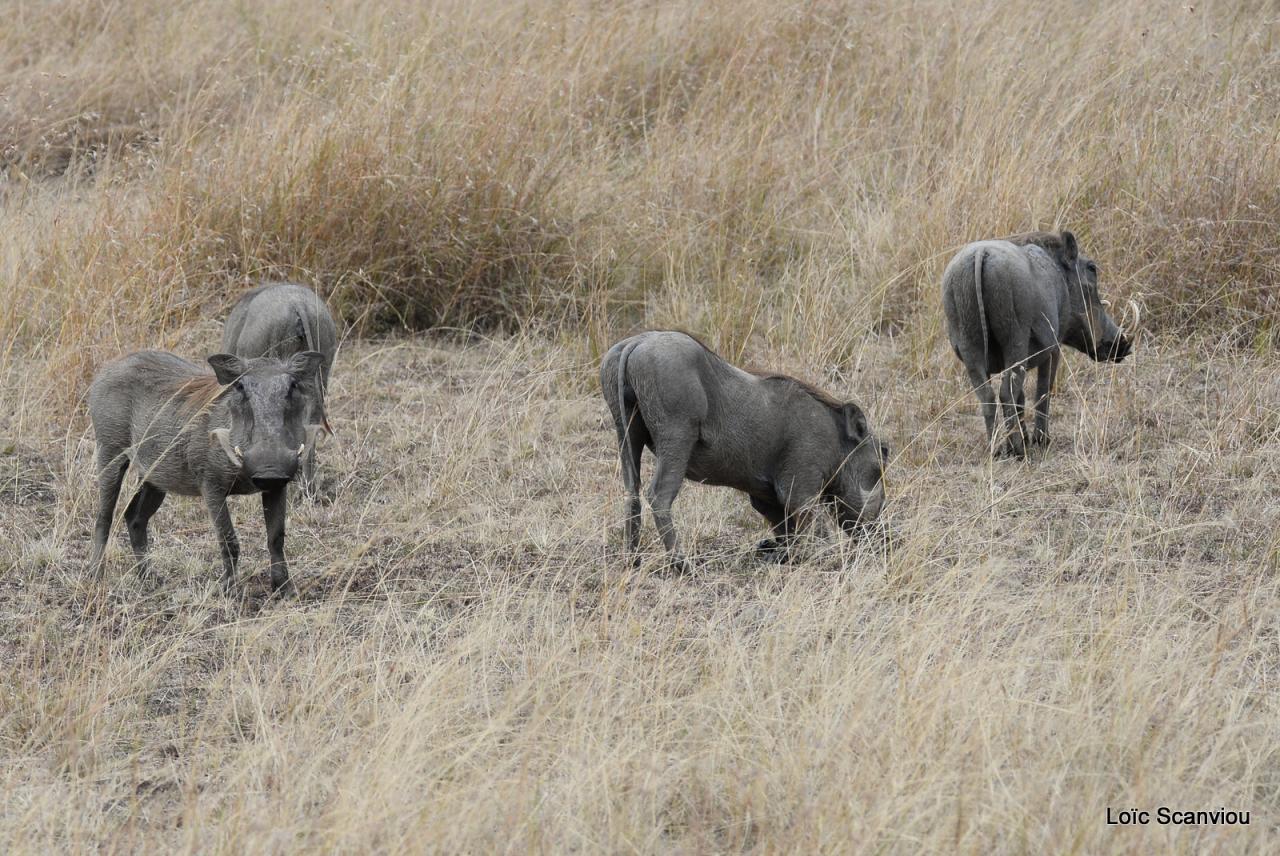 Phacochère/Warthog (1)