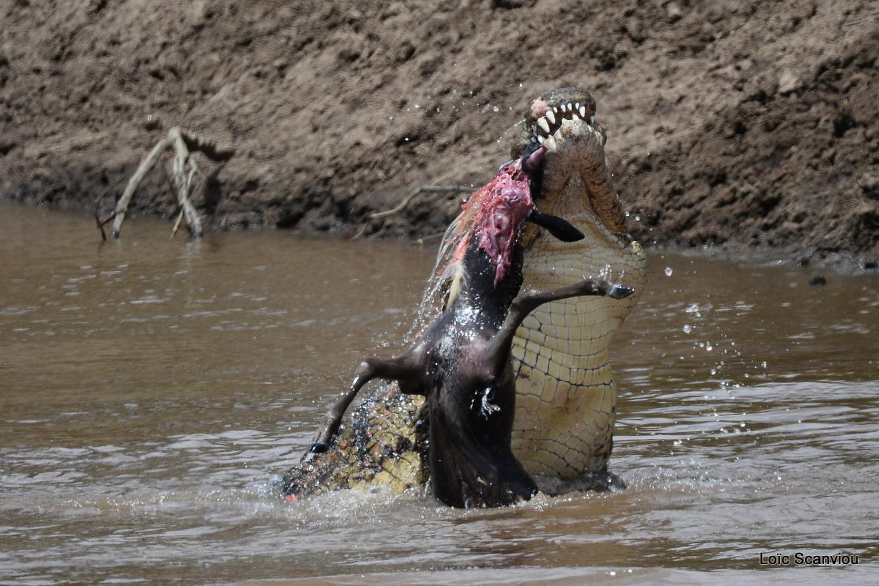 Crocodile (16)