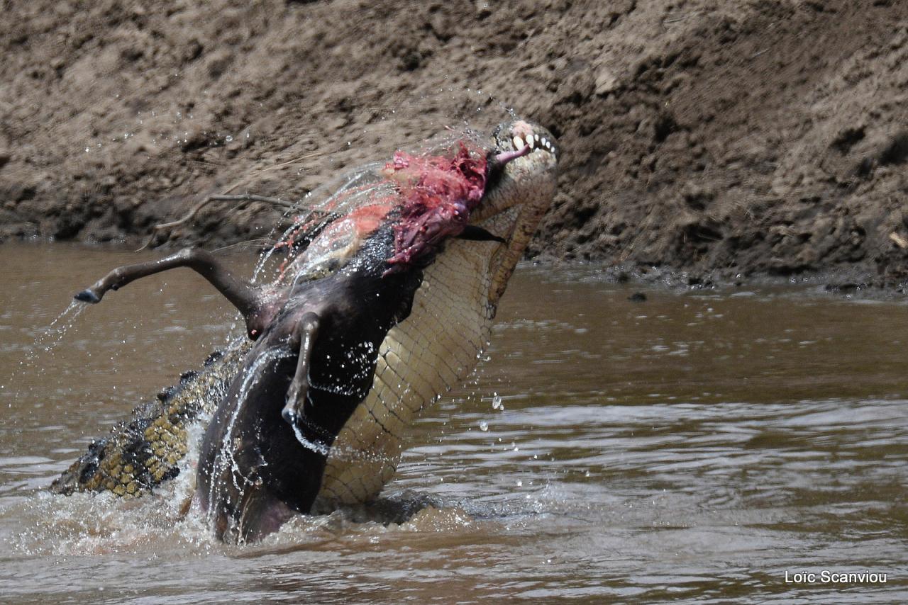 Crocodile (17)