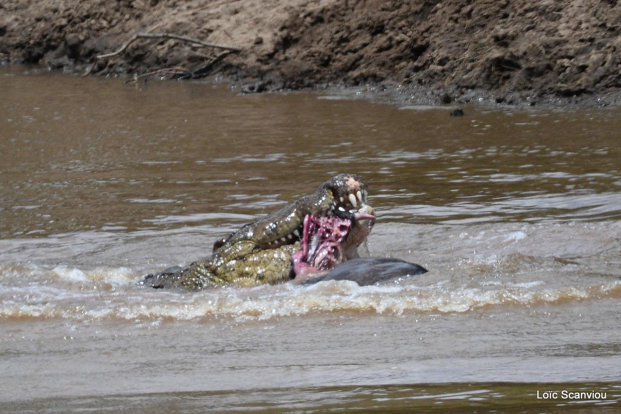 Crocodile (18)