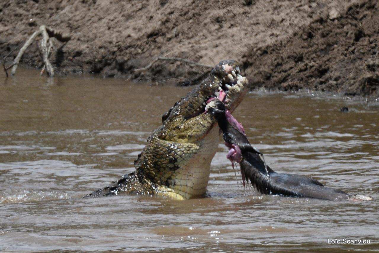 Crocodile (19)