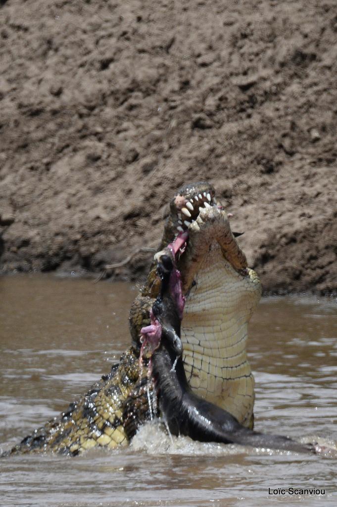 Crocodile (20)