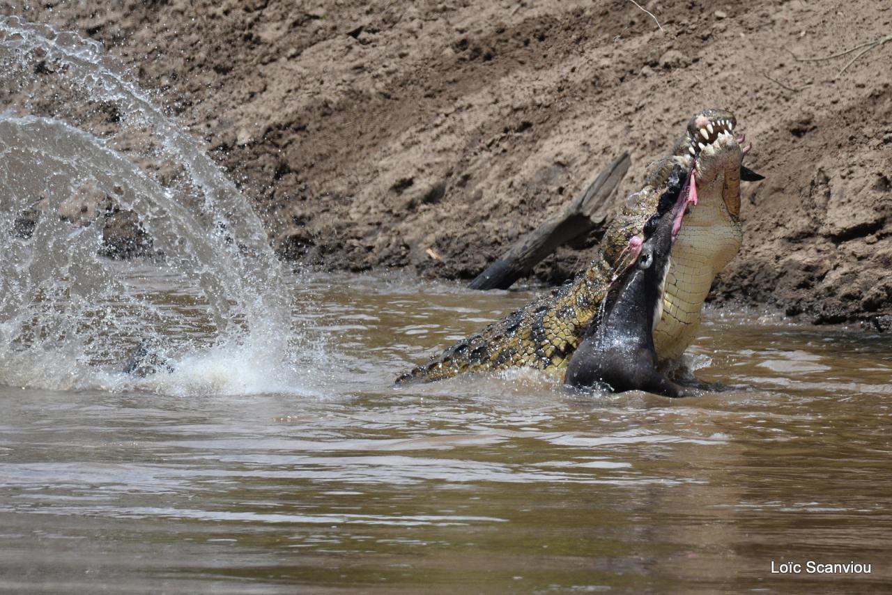 Crocodile (22)