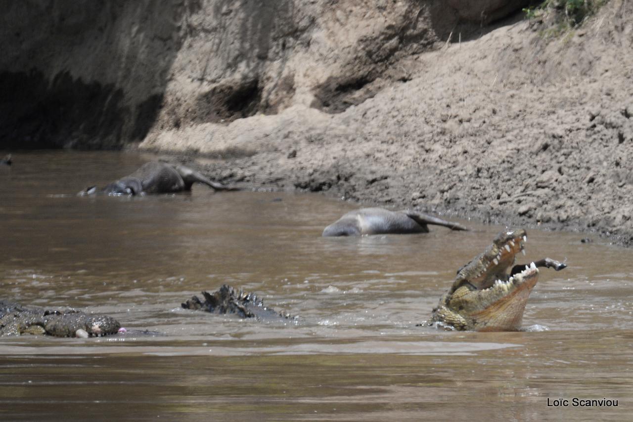 Crocodile (24)